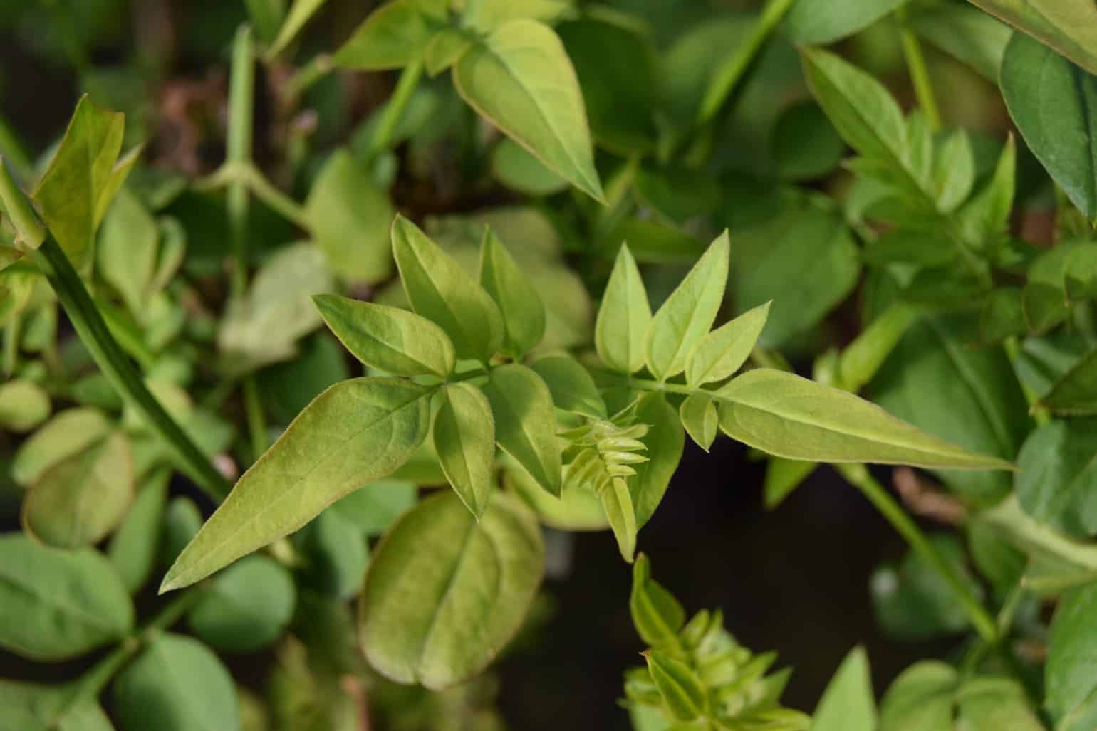 Jasminum officinale f. affine !! SPECIAL OFFER !!